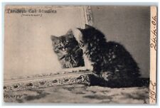 c1910's Landor's Cat Studies Vanity Mirror Portsmouth New Hampshire NH Postcard picture