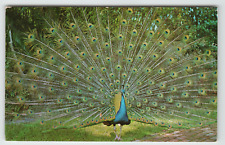 Postcard Blue Peacock Sarasota Jungle Gardens Sarasota, FL picture