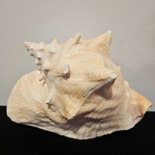 Vintage Large Natural Pink Queen Conch Sea Shell Seashell 8.5