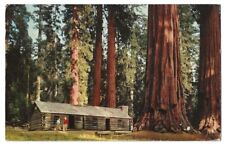 Yosemite Park California c1950's Mariposa Grove Museum, giant sequoia trees picture