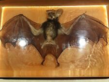 Real Bat In Acrylic  Large picture