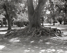 Tree Roots 1979 Baton Rouge 35mm Monochrome (B&W) Negative picture