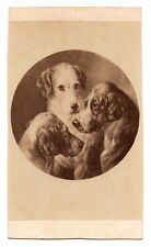 ANTIQUE CDV CIRCA 1860s WILLIAM BARRAUD THE HOUNDS OF THE PYTCHLY HUNT picture