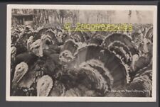 Rppc Huge Flock Of Turkeys At Harrisburg Or Oregon Old Linn County Real Photo picture