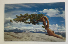Vintage Postcard ~ Jeffrey Pine Sentinel Dome ~ Yosemite Nat. Park California CA picture