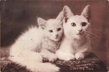 Just We Two Cute White Cats Kittens A/S Bullard 1908 Postcard picture
