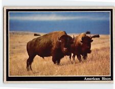 Postcard American Bison picture