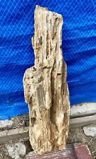 LARGE PETRIFIED WOOD* 19.25 Lb~21” Very Detailed & Well Preserved-Several Knots picture