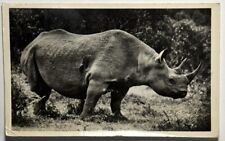 Natal Parks Game and Fish Preservation Rhinoceros Real Photo RPPC Postcard picture