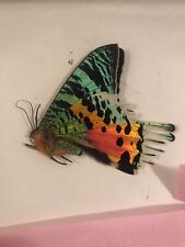 50 A1/A1- Urania ripheus (Madagascan Sunset Moth) …..Great Offer picture