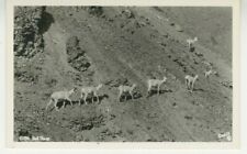 Animal RPPC Postcard Dall Sheep On Side Of Mountain - Real Photo c1930 vtg DD picture