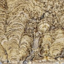 Rare Polished Stromatolite Fossil, Flagstaff Limestone (Paleocene Age) USA 285g picture