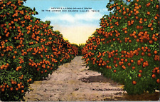 Orange Trees, Lower Rio Grande Valley, Texas - Vintage Postcard (#6313) picture
