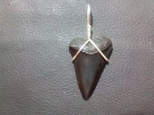 Gorgeous 1.66 Great White Sharks Tooth Pendant With Sterling Silver Hand Wrap picture