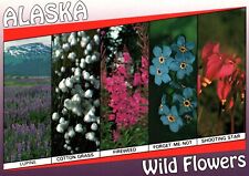 Postcard Alaska Wild Flowers Lupine Cotton Grass Fireweed Forget me not Star picture