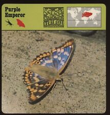 Purple Emperor  Safari Cards Rencontre Insects picture