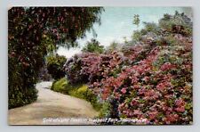 Postcard Ophir Roses Prospect Park Redlands California CA, Antique E2 picture