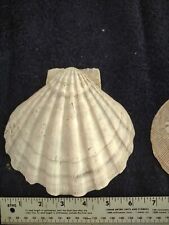 Two Large Chesapectus Jefferson Scallop Seashells picture