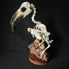 Real African Grey Hornbill Taxidermy Bird Skeleton picture