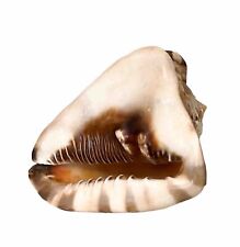 Large Natural Seashell Horned Queen Helmet Conch Tiger Stripe Ocean Sea Shell picture