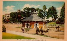 Baltimore Maryland Camels in Druid Hill Park Vintage Linen Postcard picture