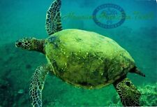 Honu Hawaiian Green Sea Turtle Hawaii Postcard picture
