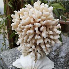 Natural Real White Reef Aquarium Crafts Jewelry Decor Coral home decoration 19 picture