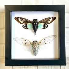 Cicada Pair The White Ghost + The Turquoise Wing Box Frame Display Case Insect picture
