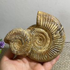419g Natural conch specimens from Madagascar h155 picture