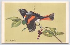 A Single Black & Orange Redstart Bird Sits On A Red Berry Branch~Green Bkgd~1951 picture
