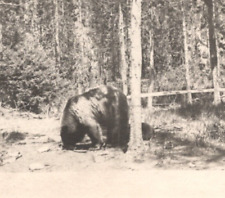 1910s Bear RPPC Real Photo Postcard picture