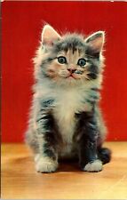 c1955 Vintage Cute Kitten Baby Cat Blue Eyes PlastiChrome Unposted Postcard picture