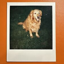 VINTAGE POLAROID PHOTO Golden Retriever Dog Original Color Snapshot picture