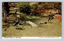 St Louis MO-Missouri, Crowned Cranes, St Louis Zoo, Antique, Vintage Postcard picture