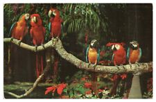 Vintage The Parrot Jungle  Miami Florida Postcard c1963 Chrome picture
