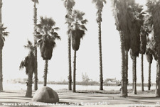 Santa Barbara California RPPC Postcard Stearns Wharf Beyond The Palms picture