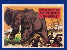 WORLD'S LARGEST LAND ANIMAL 1961 TOPPS ISOLATION BOOTH #21 VERY GOOD picture