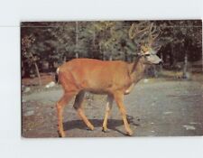 Postcard Ten Pointer Stately Buck picture