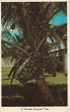 Postcard A Florida Coconut Tree Loaded with Coconuts  picture