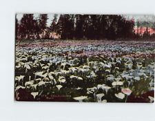 Postcard Garden of Calla Lilies picture