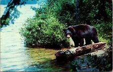 Greetings Aroostook County Maine Black Bear Forest Cancel 1976 PM VNG Postcard picture
