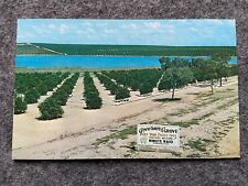 Governors' Grove near the Citrus Tower in Clermont Florida Vintage Postcard picture