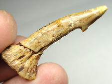 Morocco - Exquisite - Onchopristis Fossil Tooth - M-4679 - 2.94g - 45x17mm RARE picture