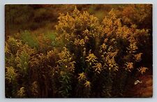 Goldenrod State Flower Nebraska Kentucky Vintage Unposted Postcard picture