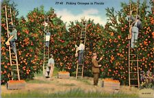 Postcard Florida Men Picking Oranges On Ladders Linen 1938 CURT TEICH picture