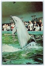 c1960s Dolphin Standing on its Tail, Seven Seas Panorama, Brookfield IL Postcard picture
