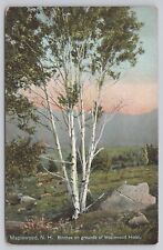 Maplewood New Hampshire, Maplewood Hotel Birches, Vintage Postcard picture