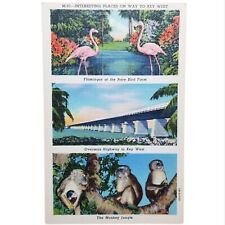 Key West Florida Overseas Highway FL Multiview Postcard Rare Bird Monkey Jungle  picture