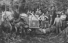 Tree Logging Horses Men Cheat Mountain Allegheny West Virginia Reprint Postcard picture