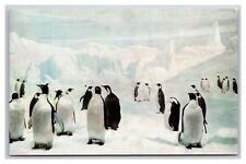 Emperor Penguins Natural History Museum Chicago IL UNP Chrome Postcard Q24 picture